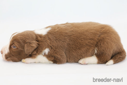 成約済の神奈川県のボーダーコリー-369085の5枚目